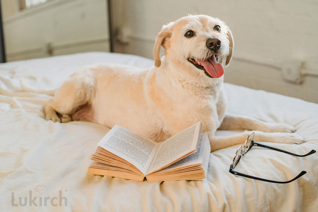 What causes arthritis in dogs?